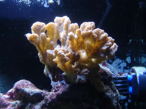 Hydnopora sp.JPG