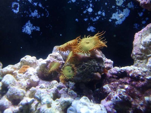 Protopalythoa.JPG