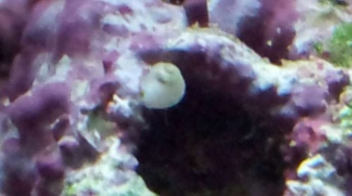 Snegl.jpg