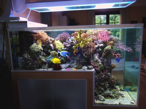 grosjean-reef-wall.jpg