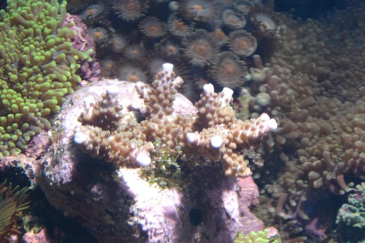 Den har nogle rigtig fine blå spidser i virkligheden! Går ud fra at det er en acropora afen slags?