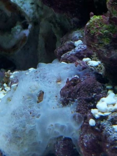 Glasrose ??