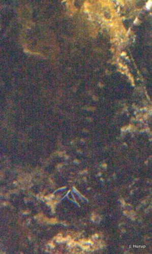 hele ormen