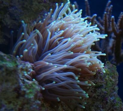 Euphylia