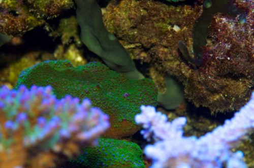 Montipora (&quot;pokerstar&quot;)