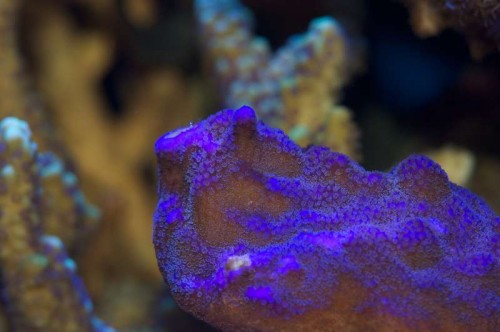 Montipora Mollis