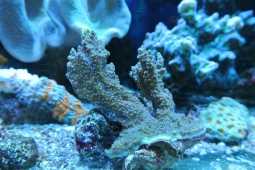 Montipora confusa (&quot;blue polyp&quot;)