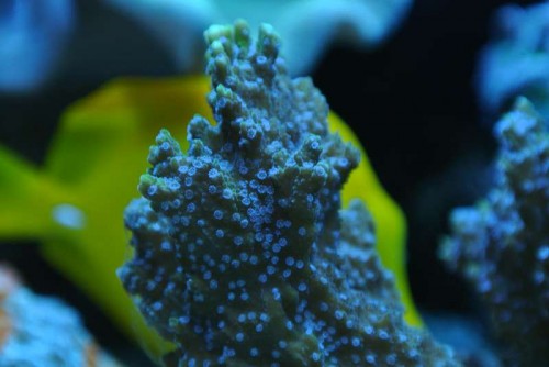 Montipora confusa (&quot;blue polyp&quot;) - macro