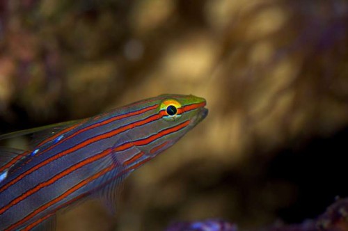 Amblygobius reinfordi