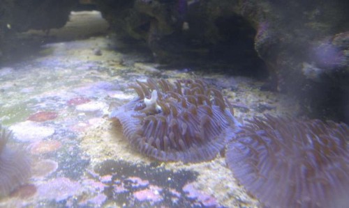 IMAG0746.jpg (34.29 KiB) Vist 2154 gange Lige efter nedfald