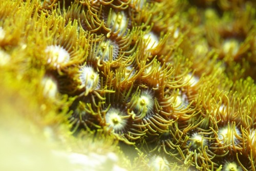 Zoanthus.jpg