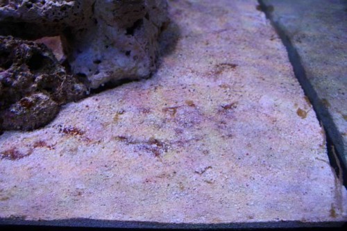 Cyano bundlag 3.JPG