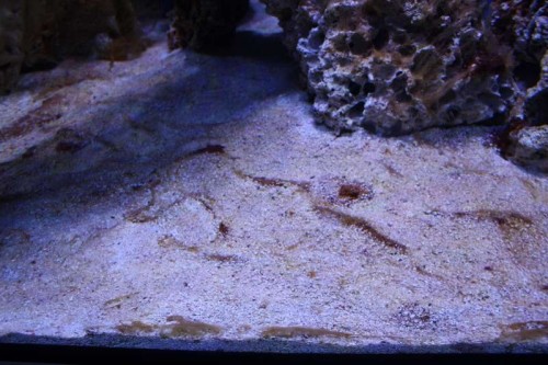 Cyano bundlag 2.JPG