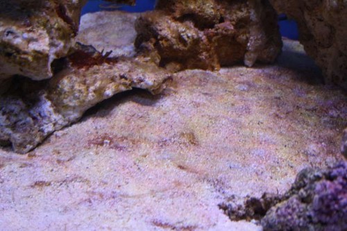 Cyano bundlag 1.JPG