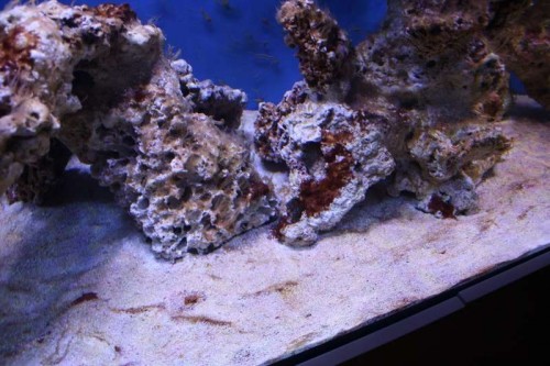 cyano 4.JPG