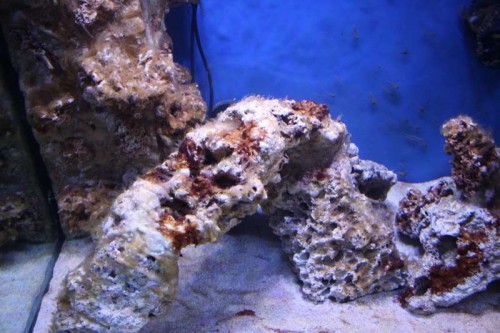 Cyano 3.JPG