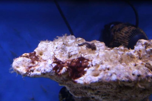 Cyano 2.JPG