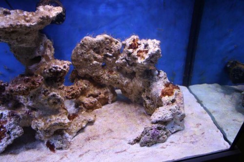 Cyano 1.JPG