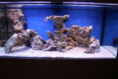 Cyano front.JPG