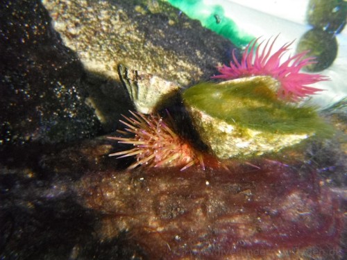 Søpindsvin og perlerandet søanemone
