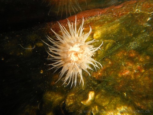 Ukendt anemone