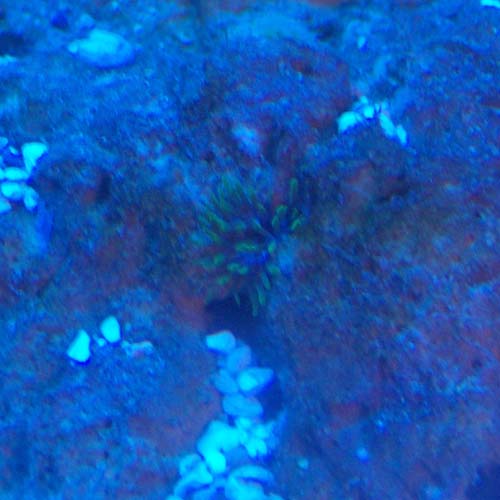 anemone 1.JPG