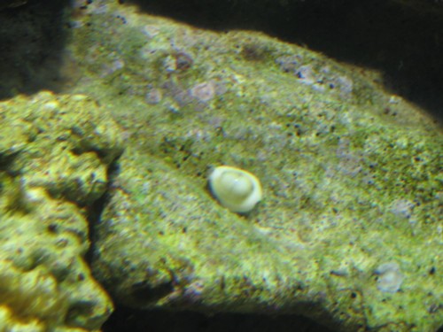 snegl