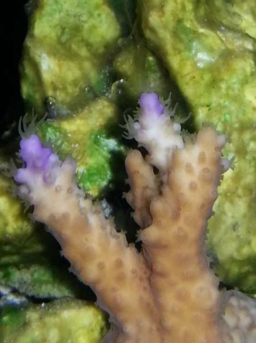 Acropora, ved ikke hvilken præcist, Brun med lilla voksespidser.