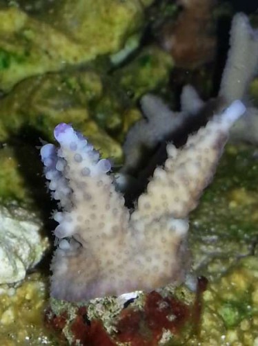 Acropora, ved ikke hvilken præcist, Brun med blå voksespidser.
