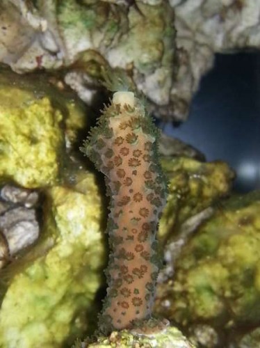 Acropora, ved ikke hvilken præcist, grøn.