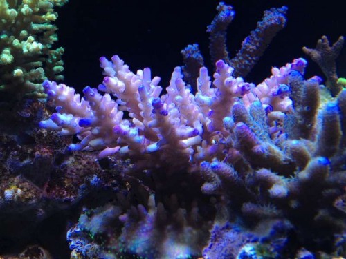 4.jpg (55.21 KiB) Vist 1679 gange Yndlings acropora. Sart lyserød base, lilla tipper, blå polypper. Bunden brun med skriggrønne polypper. Mange farver på én acropora.