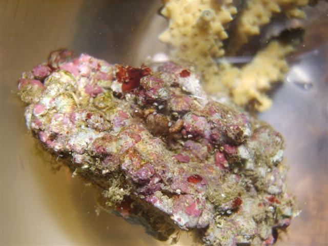 krabbe3 (Small).JPG