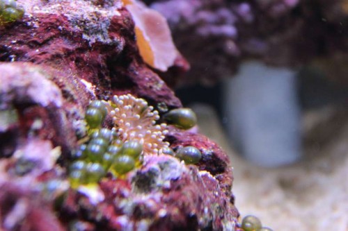 Billede 1. Er de grønne polypper? Er det i baggrunden en anemone?