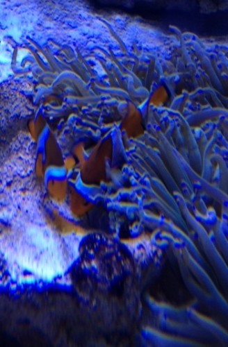 klovn æg.JPG (90.77 KiB) Vist 1428 gange Klovne med æg