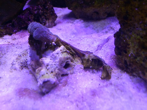 Lobophyllia2.JPG
