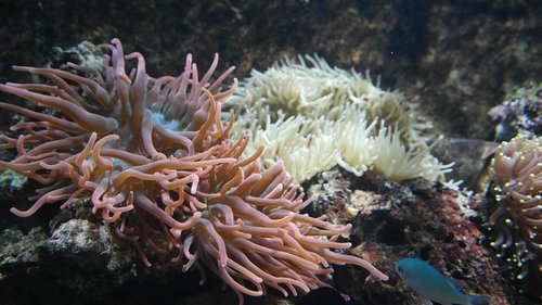 anemonekaos.JPG