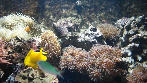 eyphyllia.JPG