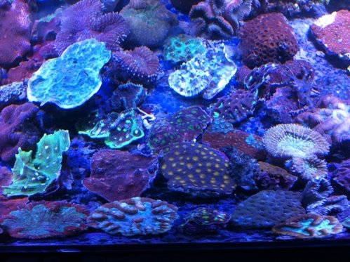 Symphyllia, acanthastrea (orange), favia, chalice, etc.