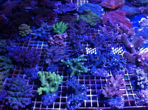 Sindsyge acroporaer, staghorn, dybhavs, millipora etc.