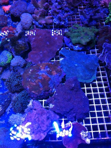Naturligvis også montipora til folket (bl.a. blå med grønne polypper).