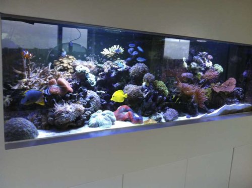 IMG_2495.jpg (44.45 KiB) Vist 1204 gange Er billede af akvariet, som de færreste på denne side nok har set. Jeg har gennem tiden primært holdt til på saltvandssiden. :-)