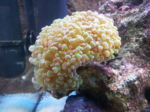 Euphyllia klase 2
