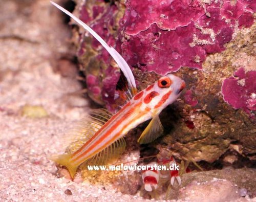 199229_10151223326662764_1481425655_n.jpg (59.49 KiB) Vist 1843 gange Alpheus randalli og Stonogobiops yasha