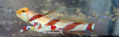 IMG_9224_SF.jpg (19.4 KiB) Vist 1837 gange Alpheus randalli og Stonogobiops nematodes