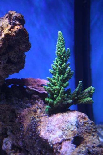 Acropora grøn.JPG