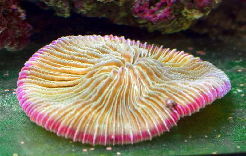 Fungia?