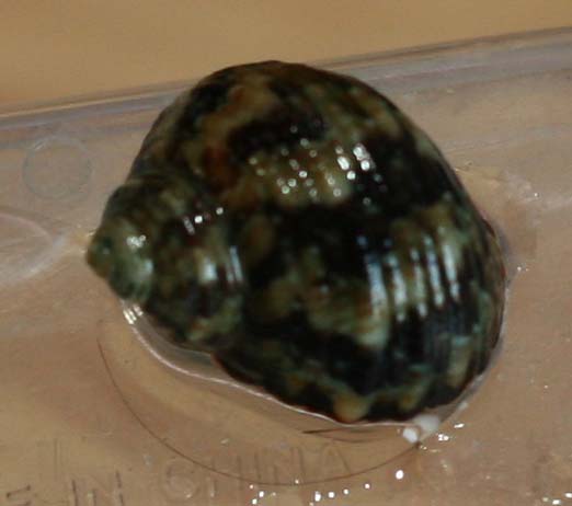Snegl