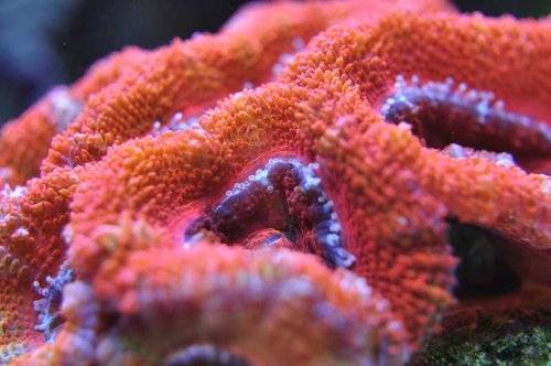 Acanthastrea lordhowensis