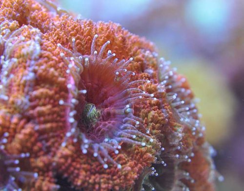 Acanthastrea lordhowensis