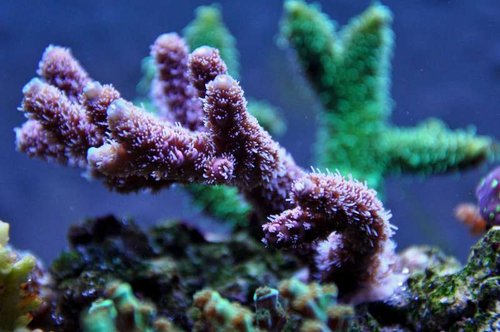 Acropora millepora